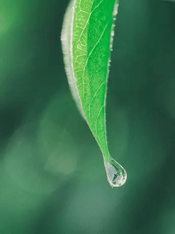 nasza_wiedza_w_zakresie_ekstrakcji - Mustela Poland - 1