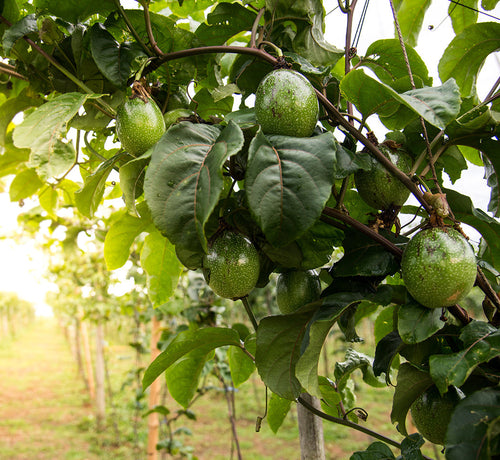 Avocado Perseose® - naturalny składnik aktywny w produktach marki Mustela - Mustela Polska - 1