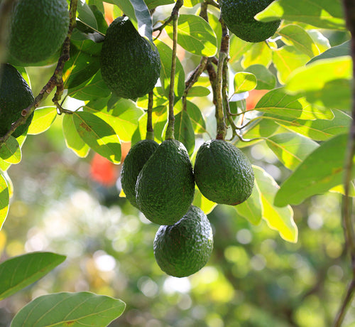 Składnik aktywny nowej generacji - Avocado Perseose® - Mustela Poland - 1