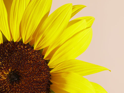 TOURNESOL_a6888ffe-b2c1-4981-a6e6-5f6f5a10ffc1 - Mustela Polska - 1