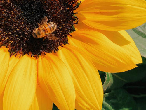 ingredients-naturels-bio-min - Mustela Poland - 1