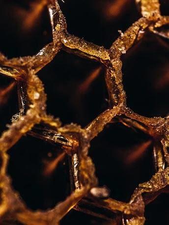 plaster_miodu - Mustela Poland - 1