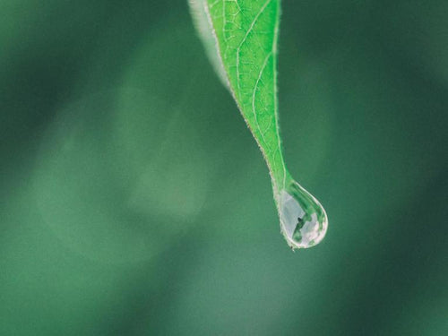 procedes-extract-verts-min-800x600 - Mustela Poland - 1