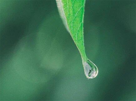 roslinne_skladniki_aktywne - Mustela Poland - 1