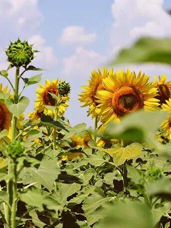 tloczenie_nasion_na_zimno - Mustela Poland - 1